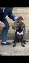 Blinder Blue Tweed Dog Suit