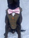 Brown with Orange Tweed Dog Suit